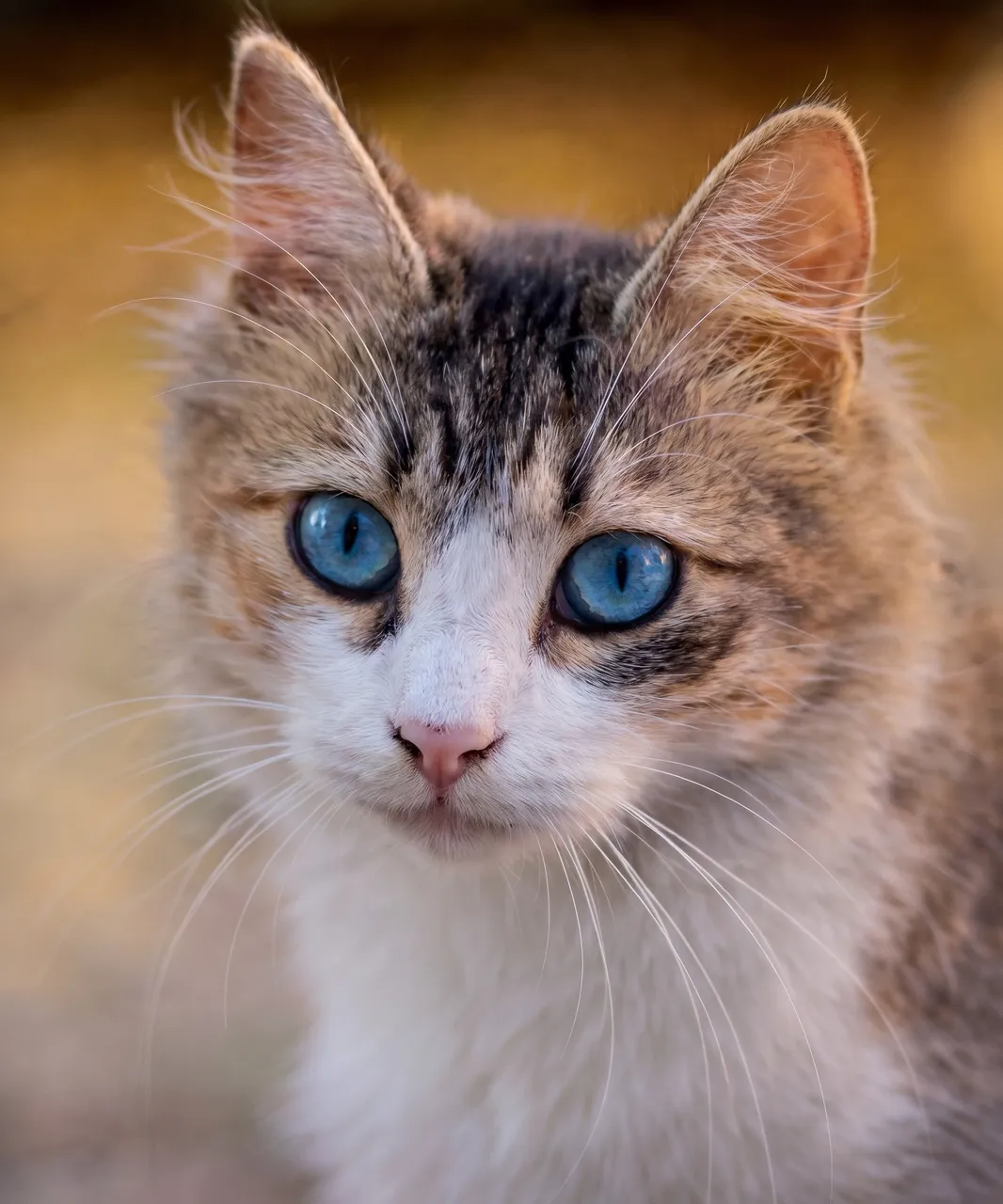 Lo stesso gatto tigrato, nitido, con il mantello e gli occhi azzurri invariati