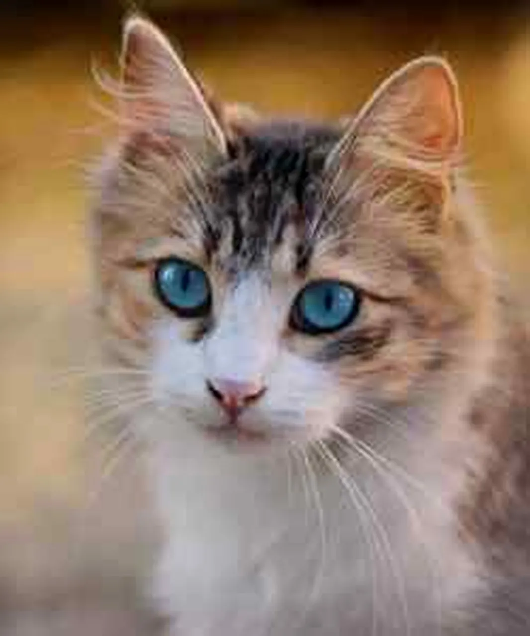 Una miniatura sgranata di 250 pixel di un gatto tigrato con gli occhi azzurri