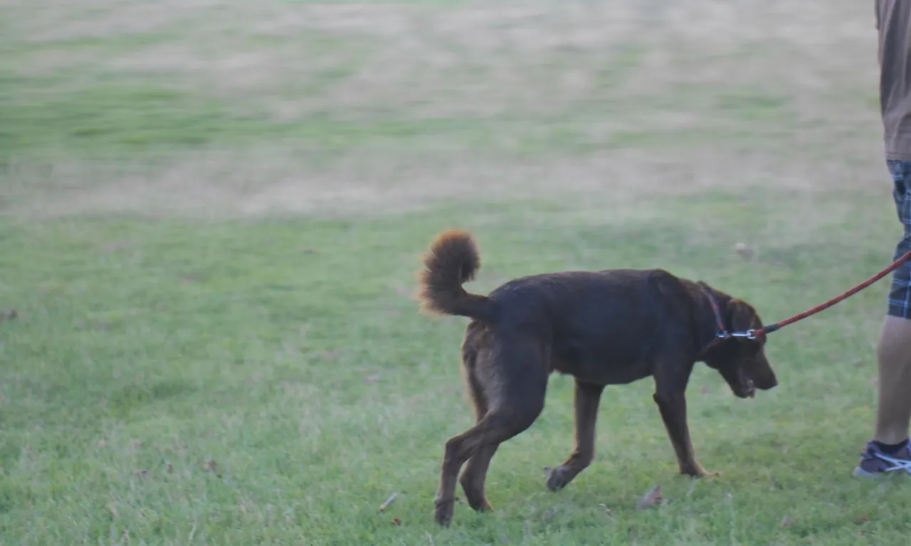 Cane e guinzaglio nitidi, colori come nell’originale