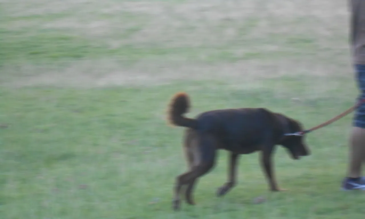 Un cane marrone al guinzaglio rosso, allungato di lato dalla sfocatura da movimento